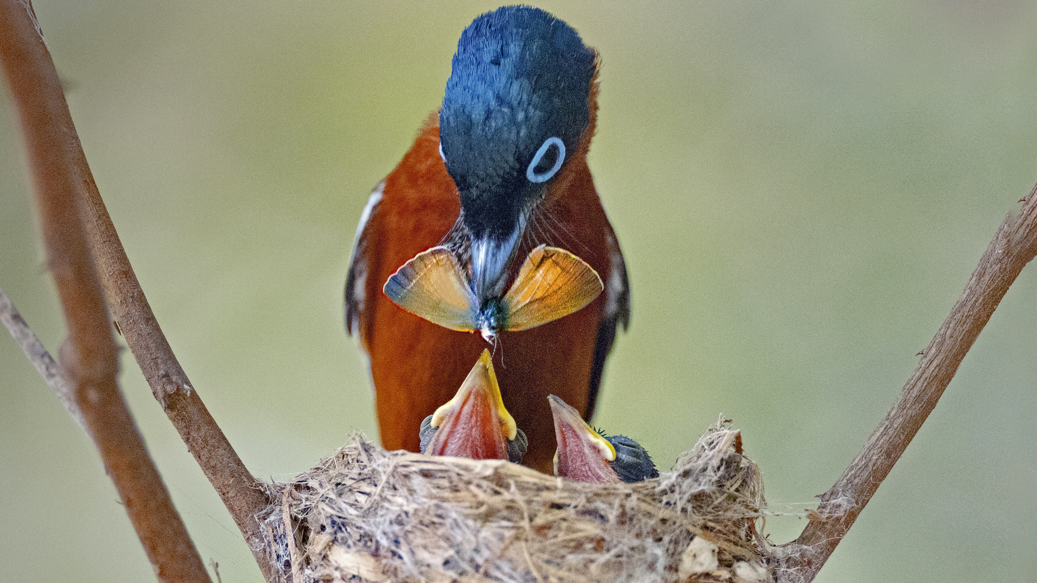 Check for To the Ends of the Earth: Avian Chronicles airing on a public television station near you!